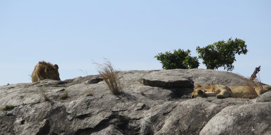 Serengeti Löwen