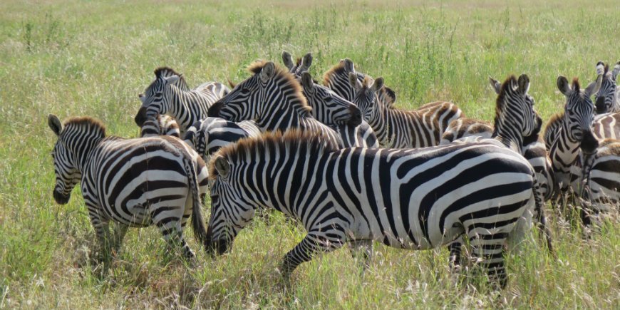 Serengeti Zebras