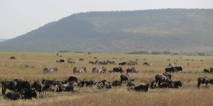 Serengeti im Juni