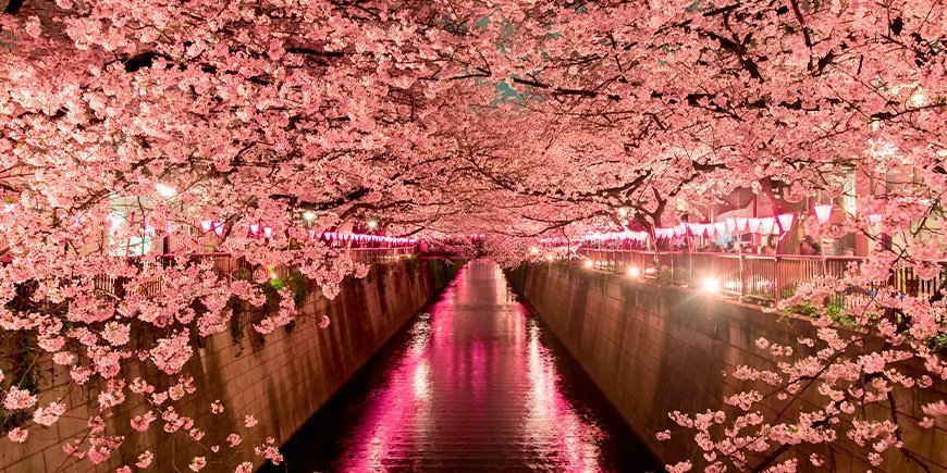Kirschblüte bei Nacht in Tokio