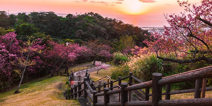 Osaka Kirschblüte in einem Park in Okinawa