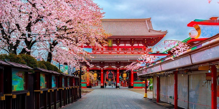 Sakura im Sensoji-ji-Tempel in Tokio