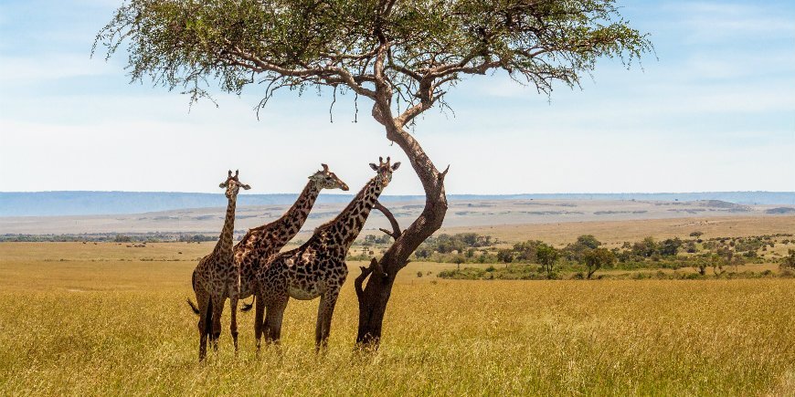 Giraffen in der Savanne in Masai Mara
