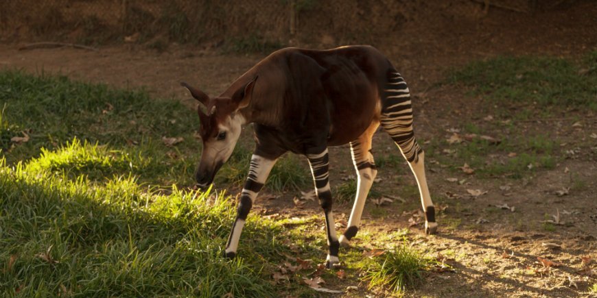 Okapi