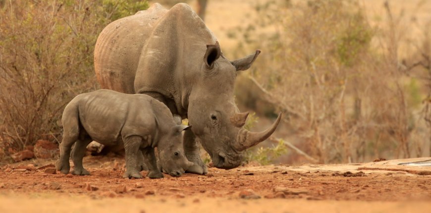 Nashörner im Kruger National Park