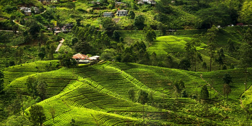 zentrales Hochland Sri Lanka