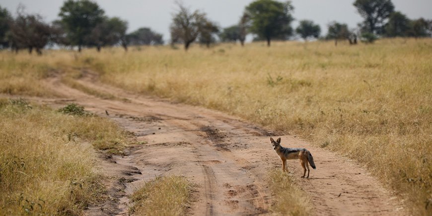 Wildhund schaut in die Kamera