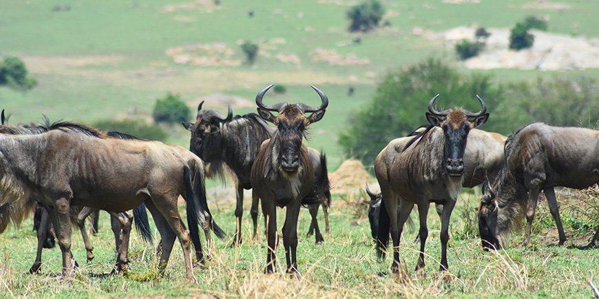 Gnu, das direkt in die Kamera schaut, im Serengeti-Nationalpark