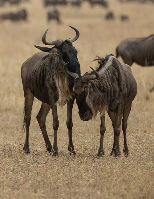 Safari in Kenia & Tansania