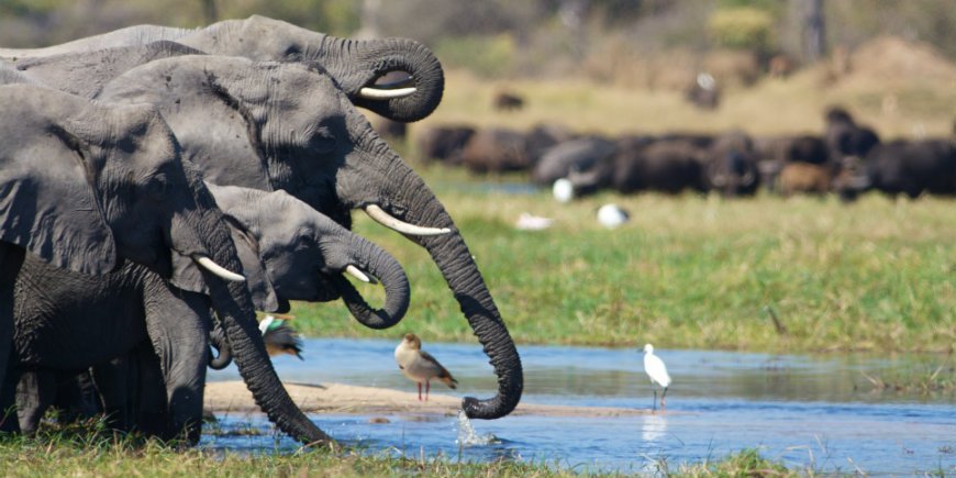 Elefanten Botswana