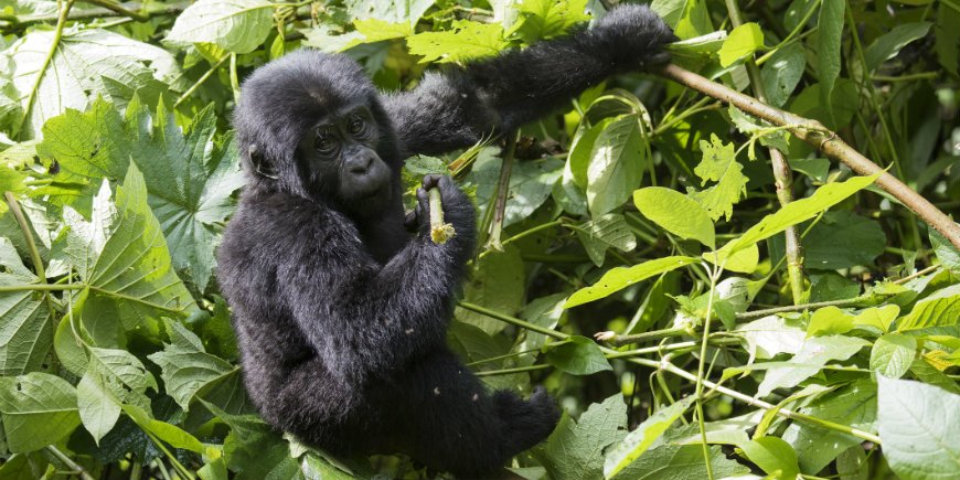 Berggorilla in Bwindi Impenetrable Forest