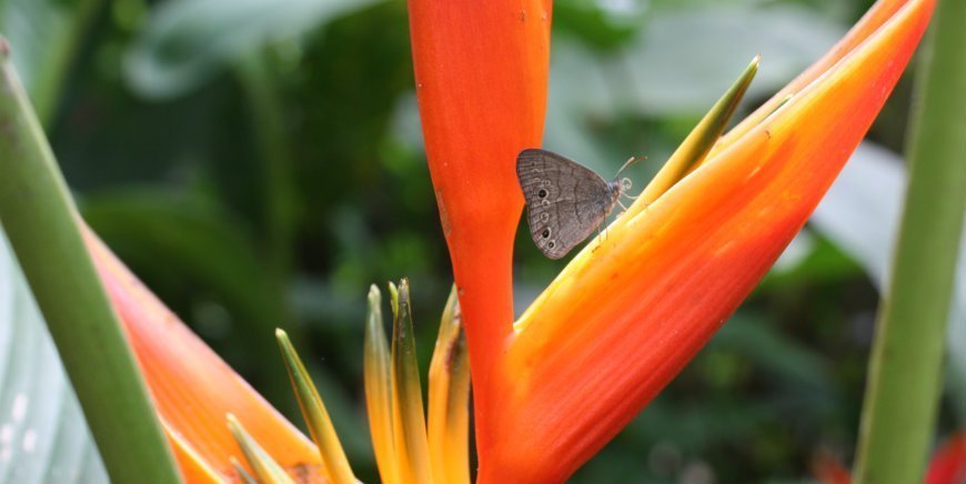 Schmetterling