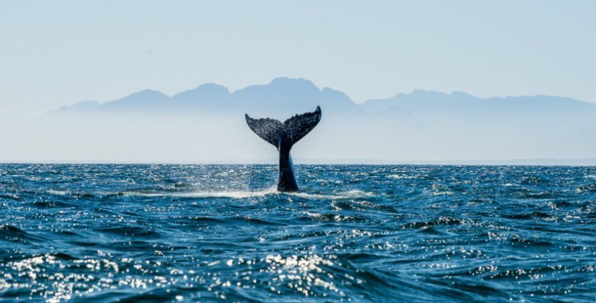 Wale in False Bay, Südafrika