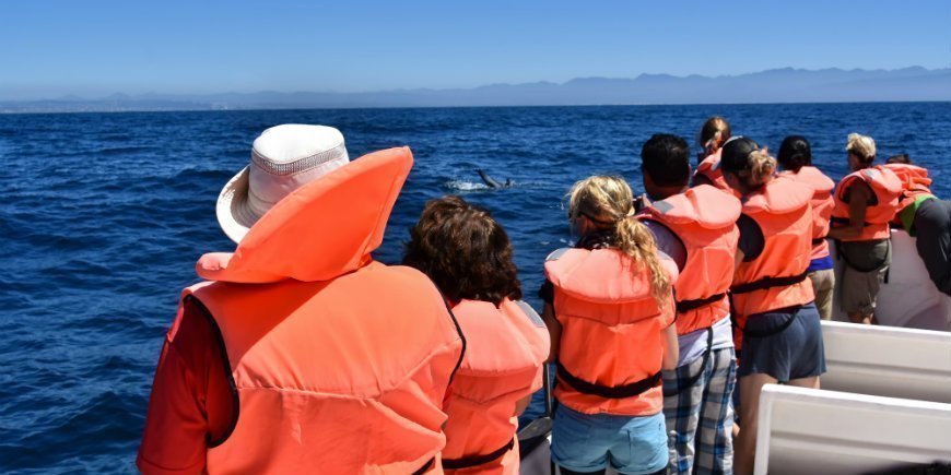 Walsafari vom Boot aus in Südafrika