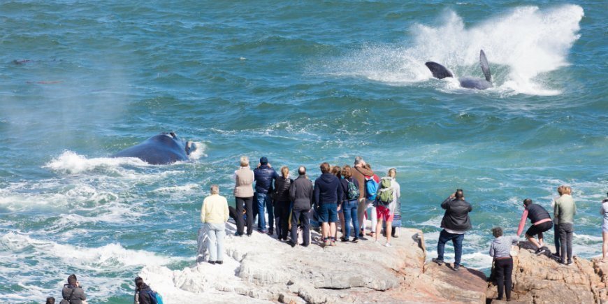 Walsafari in Hermanus, Südafrika