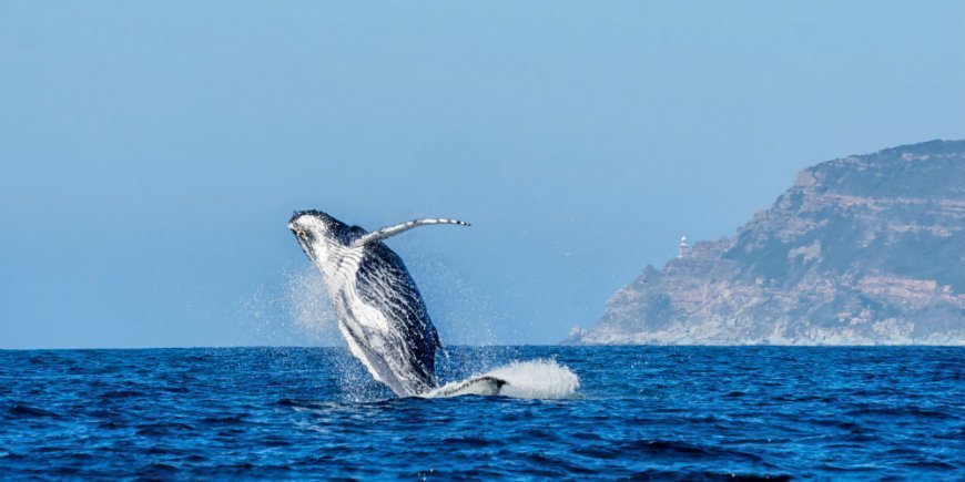 Walsafari in Südafrika