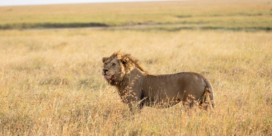 Löwe, der in der Serengeti-Ebene in Tansania in den Horizont blickt
