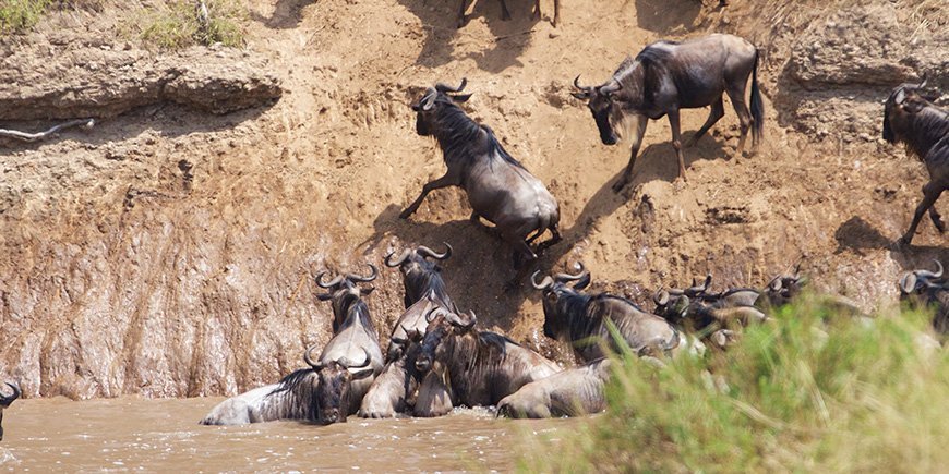 Gnus, die versuchen, den Mara-Fluss in Kenia zu überqueren