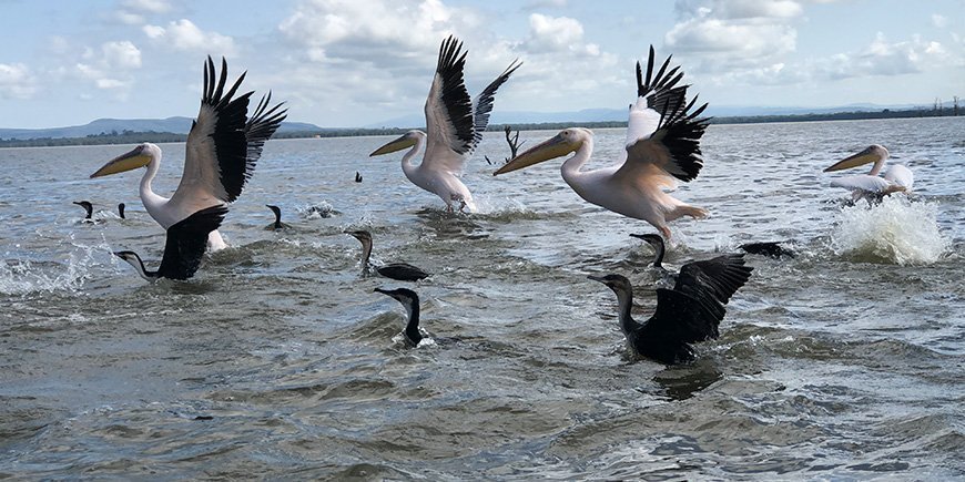 Pelikane im Wasser des Naivasha-Sees