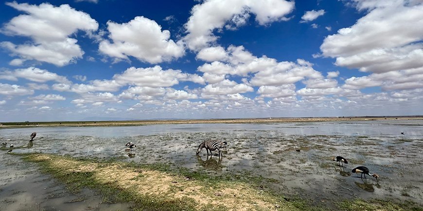 Im Wasser stehende Zebras in einem Wildreservat in Kenia