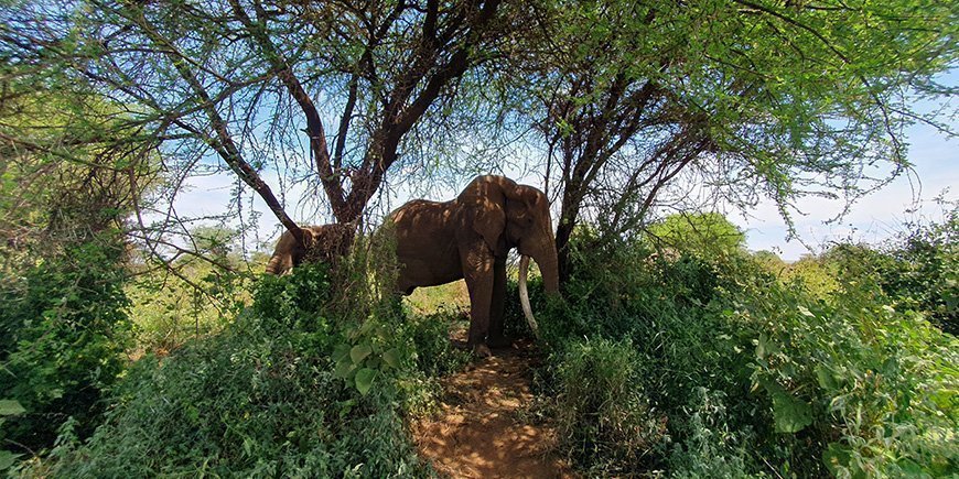 Grüne Landschaften und Elefanten im Amboseli-Nationalpark in Kenia