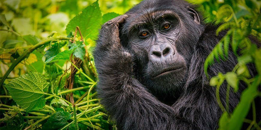 Weiblicher Gorilla schaut in die Kamera in Bwindi, Uganda