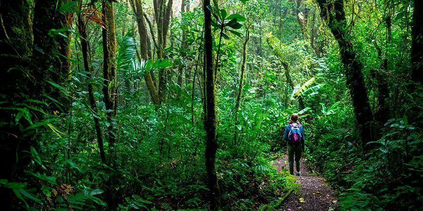 Mädchen wandert durch den Monteverde-Nebelwald in Costa Rica