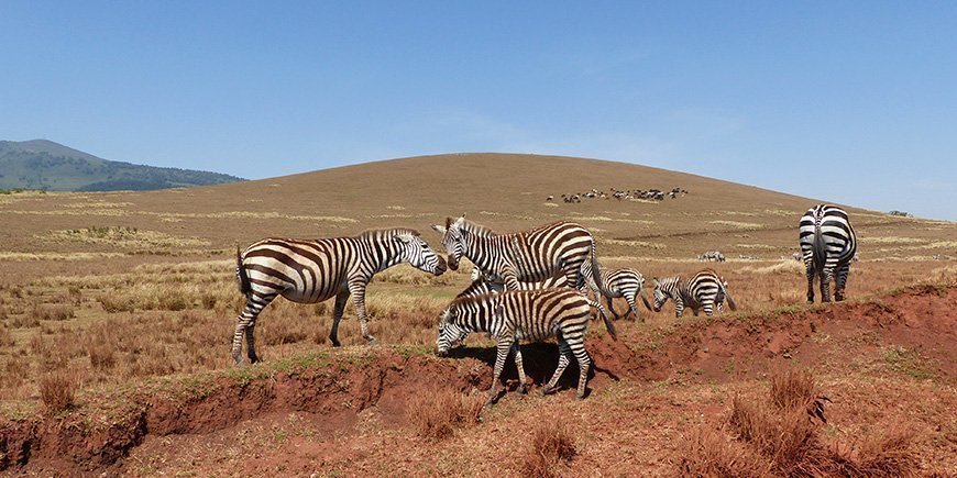 Zebraherde beim Grasen in der Serengeti