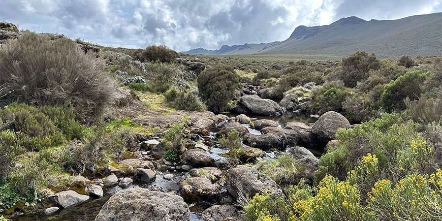 Natur auf der Lemosho-Route im Kilimanjaro-Nationalpark