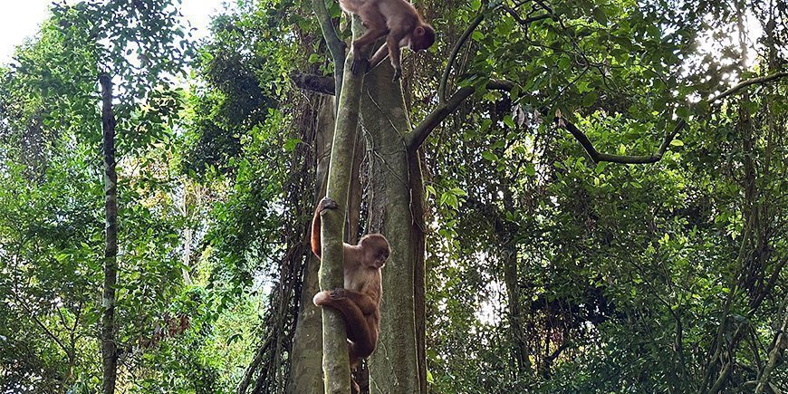 Kapuzineräffchen im Baum im Amazonas in Peru