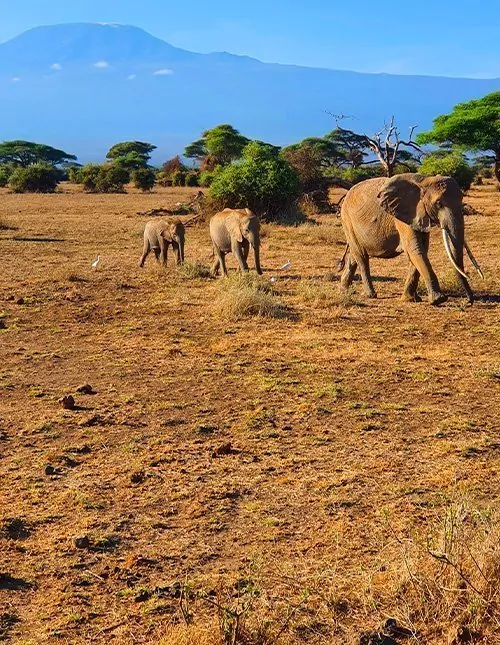Rund um Kilimandscharo: Safari, Natur & Kultur in Kenia und Tansania