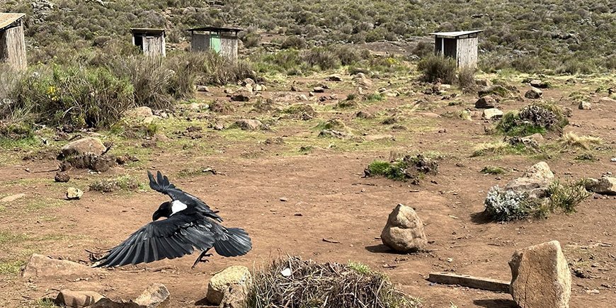 Krähe in einem Camp am Kilimanjaro