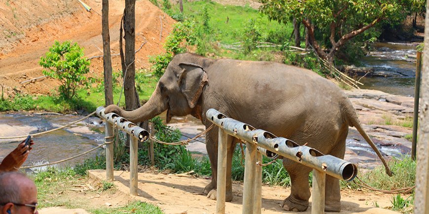 Elefant im ChangChill Elefantenreservat in Chiang Mai