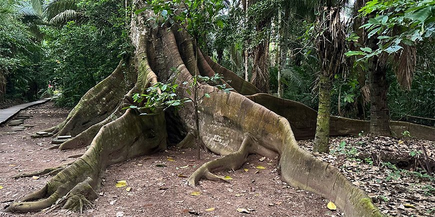 Riesenbaum im Amazonas in Peru