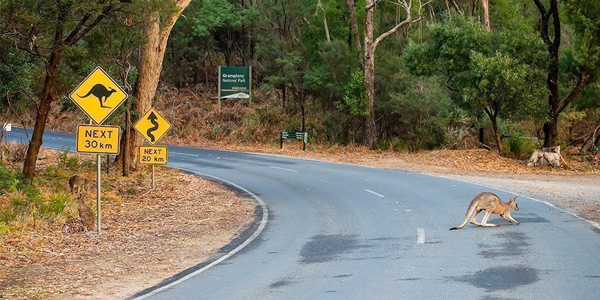 Känguru auf der Straße in Australien