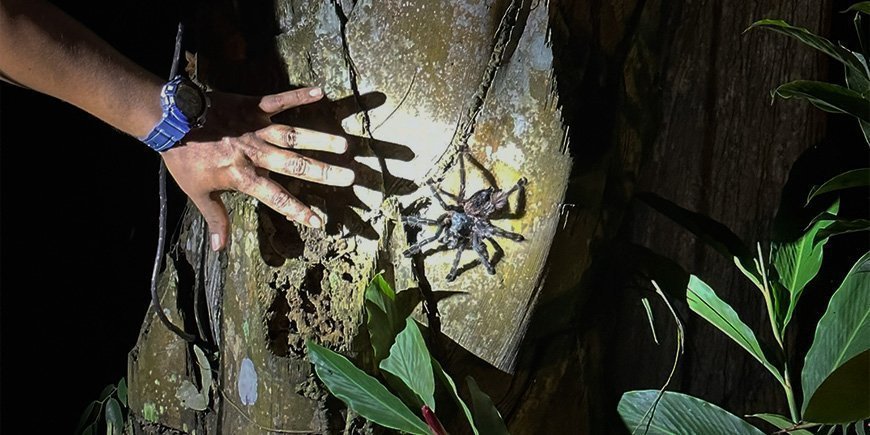 Vogelspinne auf einem Baum im peruanischen Amazonasgebiet