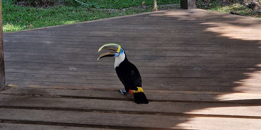 Tukan bei einer Lodge im peruanischen Amazonas