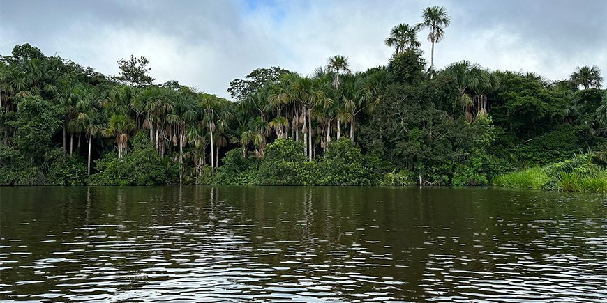 Blick auf den Amazonas-Regenwald vom Fluss aus