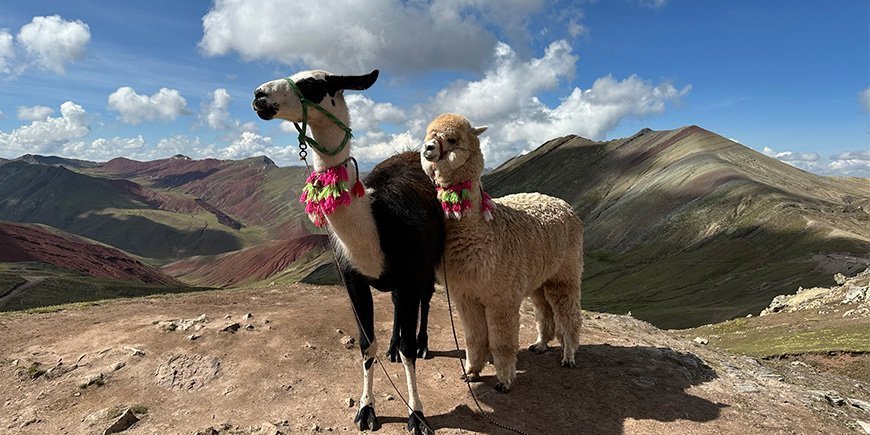 Zwei Lamas auf dem Gipfel des Rainbow Mountain