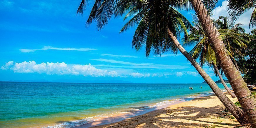 Palme am Mae Nam Beach auf Koh Samui in Thailand.