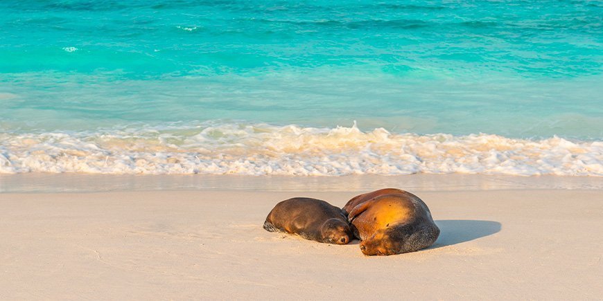 Zwei Robben beim Nickerchen am Strand auf den Galapagos-Inseln, Ecuador.