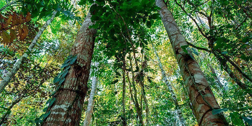 Üppige Umgebung in Tena im Amazonasgebiet in Ecuador.