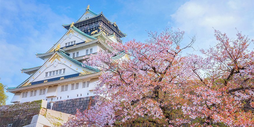 Kirschblüte am Schloss von Osaka in Japan.