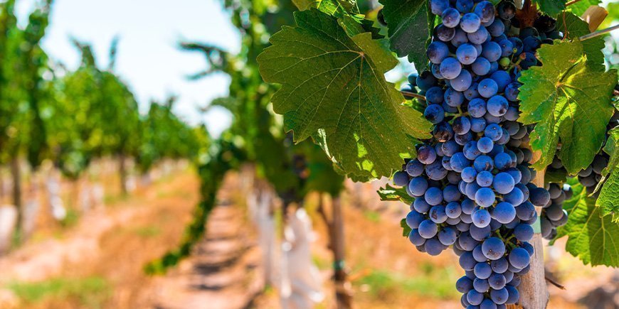 Weinreben in Mendoza, Argentinien