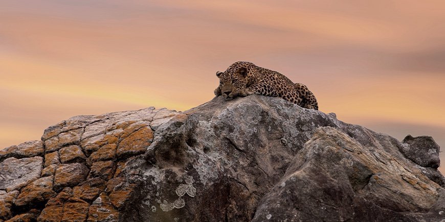 Auf einem Felsen liegender Leopard im Yala-Nationalpark in Sri Lanka.