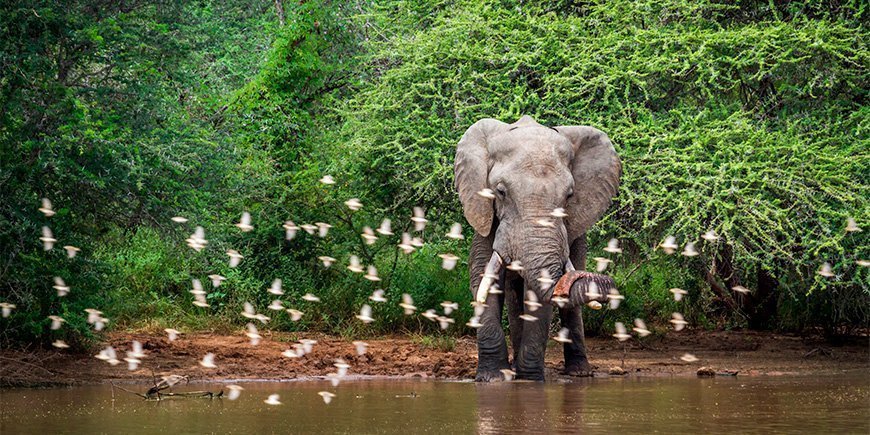 Afrikanischer Elefant in üppiger Umgebung im südafrikanischen Krüger-Nationalpark.