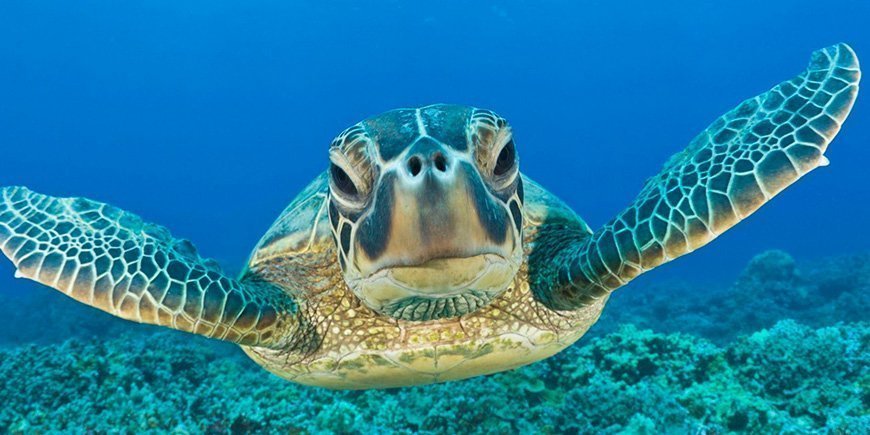 Meeresschildkröte im Wasser auf den Galapagos-Inseln