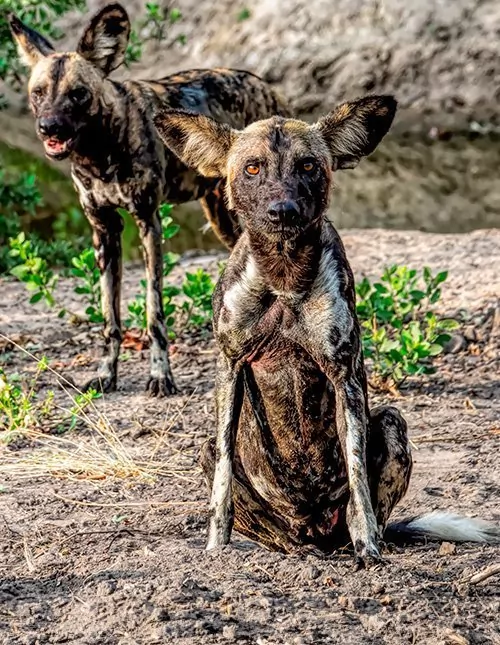 Südtansania: Fly-in-Safari in Nyerere und Ruaha