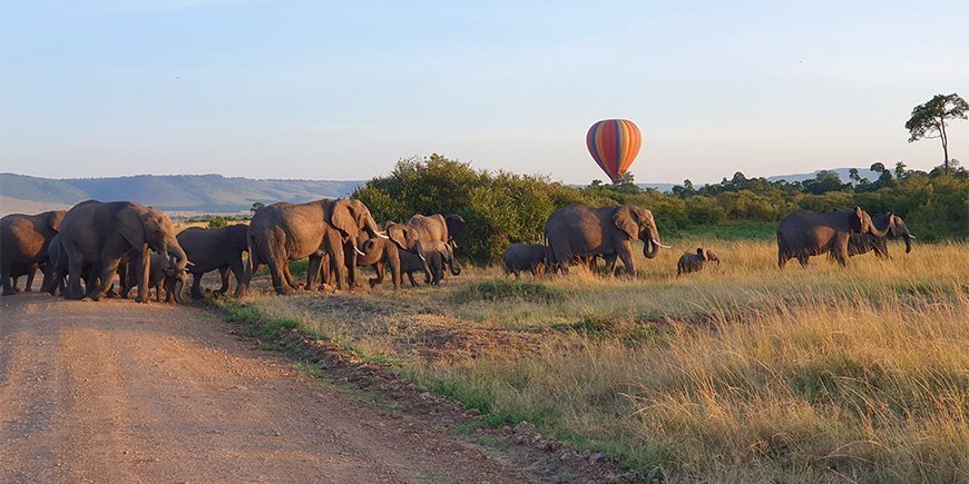 Elefanten, die in einer Reihe laufen, in Kenia