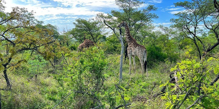 Giraffe im Kruger-Nationalpark im November